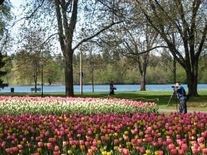 Tulips at Dow's lake